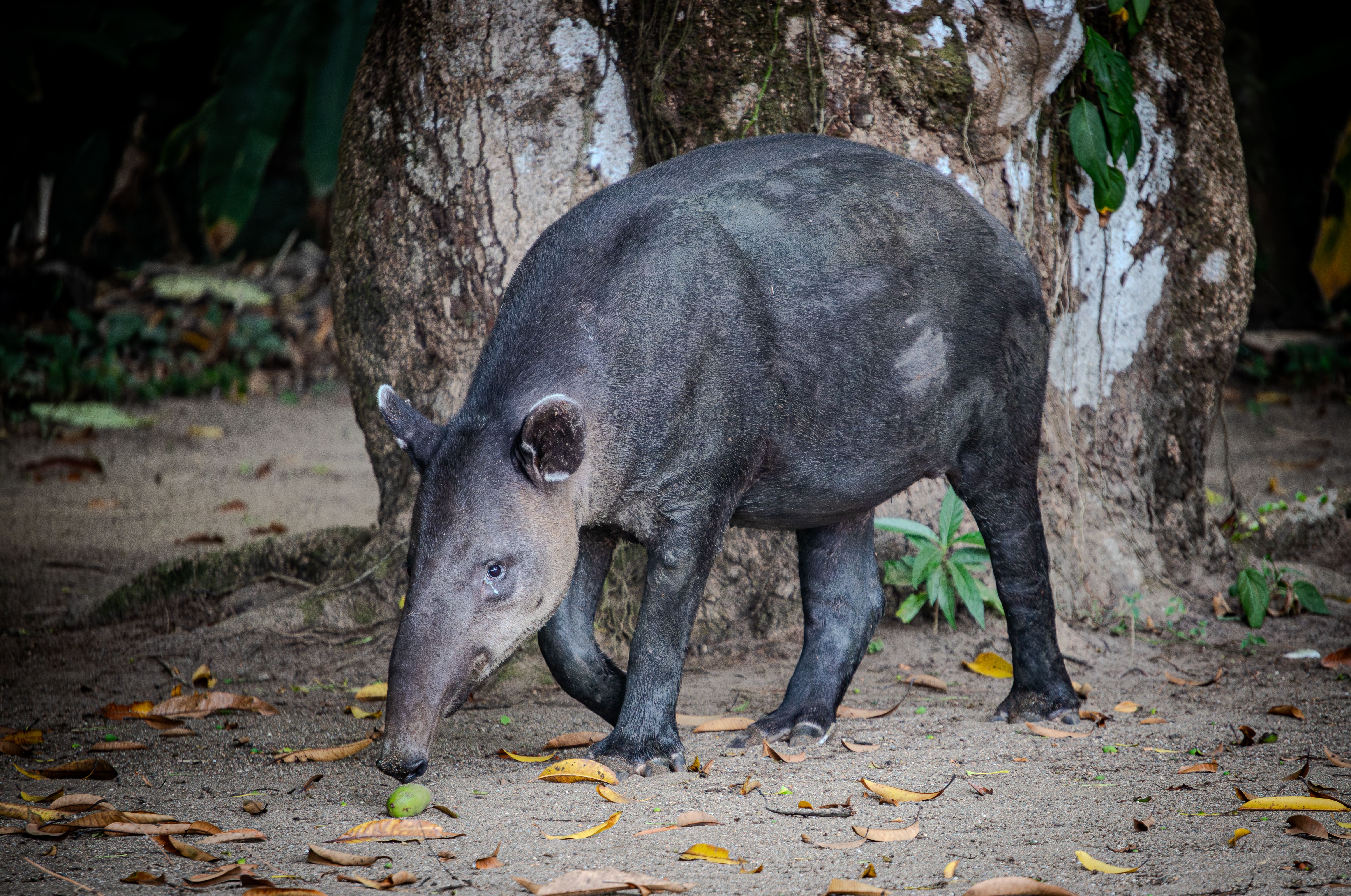 Tapir Osa Golfo Dulce Piedras Blancas Costa Rica